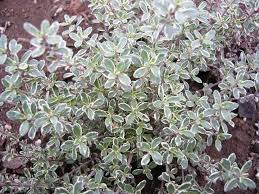 楽天市場 シルバータイム ハーブ苗 大神ファーム タイムハーブ 室内で育てるハーブ タイム 花