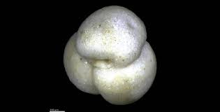 Image result for Micrargeriella