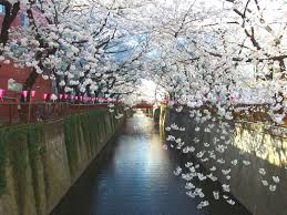 25 gambar pemandangan taman bunga sakura 7 tempat terindah melihat bunga sakura di jepang download 5 tempat melih di 2020 pemandangan bunga sakura. Ini Dia 10 Tempat Terbaik Melihat Bunga Sakura Di Tokyo Jepang 2020