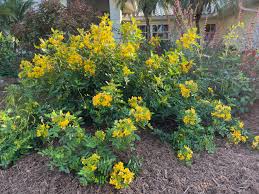 Image result for Barleria randii