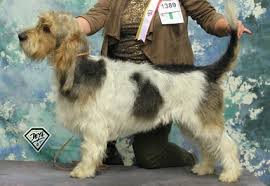 Image result for malý vendéeský hrubosrstý honič