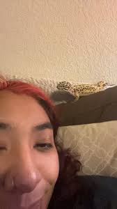 Can a crested gecko travel in a Critter Cage?