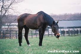 競馬ニュース 競馬予想 メガ盛データweb新聞 水上学の血統トレジャーハンティング 坂路王 jra＆地方＆海外コースデータ超分析 ãƒŠãƒªã‚¿ã‚¿ã‚¤ã‚·ãƒ³ ç«¶èµ°é¦¬ãƒ‡ãƒ¼ã‚¿ Netkeiba Com