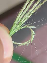 Image result for Arthraxon lancifolius