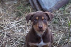 Vous y trouverez les meilleures pièces uniques ou personnalisées de nos boutiques. Kelbar Kelpies Kelpie Pups For Sale Purebred Kelpie Facebook