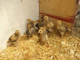 This is a form of heat therapy, or thermotherapy. Brooding With Mama Heating Pad Backyard Chickens Learn How To Raise Chickens