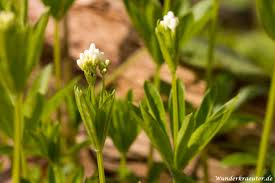 Waldmeister blüht meistens zwischen anfang april und anfang juni und gilt daher als typischer frühjahrsblüher. Waldmeister