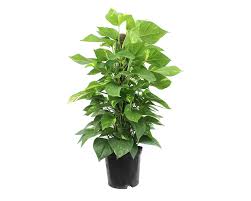 I vasi, anche se grandi, spesso sono limitativi per la loro crescita ed. Pothos C Tutore H80 Floralgarden