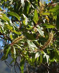 Image result for Faurea saligna