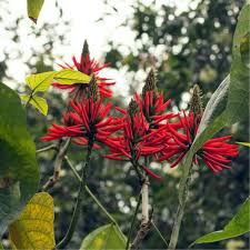 Image result for Erythrina × coddii
