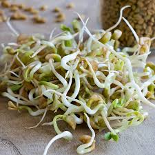 Fresh sprouts aren't difficult to grow in your own kitchen, and in only a few days you can have a crop of crunchy, nutritious spouts to use on salads or in sprouting seeds requires no special equipment, and as long as seeds are edible, they can be sprouted. Fenugreek Sprouting Seeds Trigonella Foenum Graecum De Bolster Organic Seeds