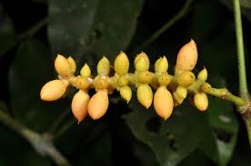 Image result for Gnetaceae