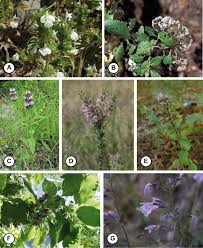 Image result for Solanum grossidentatum