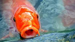 Jenis ikan koi banyak ragamnya dan memiliki keunikan tersendiri, sehingga banyak disukai oleh pencinta ikan hias. Arti Mimpi Melihat Ikan Akan Dapat Keberuntungan Pada Usaha Yang Dijalankan Tribunnews Bogor