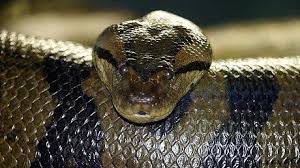 Das weibchen legt, nach art, zwei bis über 100 eier. Python Schlange Als Drogenwachhund Panorama Nordbayern