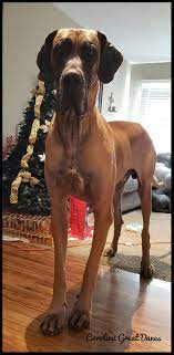 $200 non refundable deposit required. Carolina Great Danes Home