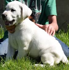 Find chocolate labrador puppies ads in our dogs & puppies category. Pin By Vip Puppies Animals Dogs On Puppies For Sale Labrador Retriever Labrador Retriever Puppies Retriever Puppy