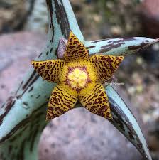 Image result for Orbea schweinfurthii