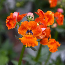 Image result for Nesaea dinteri