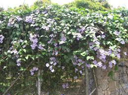 Image result for Thunbergia vogeliana