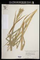 Image result for Urochloa comata