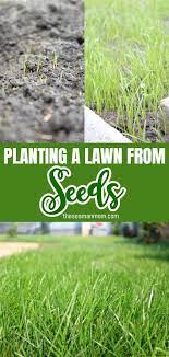 Growing Grass From Seed In 2020 Growing Grass From Seed Growing Grass Planting Grass Seed
