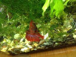 Betta fish are usually fairly active fish, although bettas do take short periods of time when they sleep, nap and rest, it is not normal for betta fish to lay at the bottom of the tank, especially not in the open where they feel exposed. Do Betta Fish Sleep Answered Bettafish Org