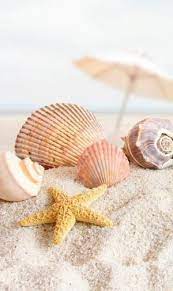 vans 壁紙 おしゃれまとめの人気アイデア pinterest vanessa garrido 貝殻 ヒトデ 壁紙