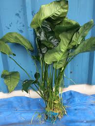 Image result for Astropanax barteri