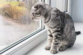 Muss man angst um seine. Katze Alleine Lassen Wir Klaren Auf Katzen Ratgeber Die Tier Welt Com