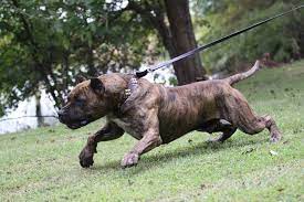 Presa canario puppies, presa canario breeders, presa canario puppies for sale de presa canario breeders, perro de presa canario puppies, perro de presa canario rescue, dcca, d.c.c.a. Cabeza Grande Kennel Presa Canario Breeders Presa Canario Puppies
