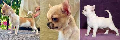 Todos los anuncios de chihuahua cabeza manzana perros en adopción, compra venta. Criadero De Chihuahua En Tenerife Criadero Cantillana