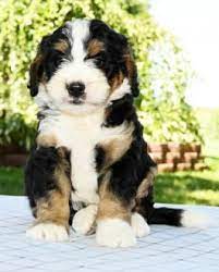 Mini Bernedoodle Puppies For Sale Lancaster Puppies Bernedoodle Puppy Bernedoodle Mini Bernedoodle