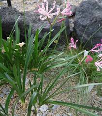 Sedang berburu mesin potong rumput alias land mower? Pendaratan Dan Penjagaan Nerine Bunga Nerine Berkembang Penjagaan Pembiakan Pemilihan Varieti Dan Mentol Nerina