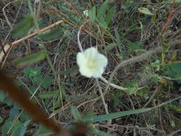 Image result for Xenostegia tridentata