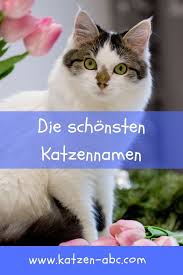 Katzenname Katzen Katzen Hunde Tiere Warrior Cats Funny Cats Cute Animals