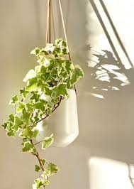 We did not find results for: 6 Types Of Ivy You Can Grow Inside Breathing Garden