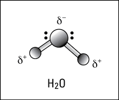 Water molecules forming hydrogen bonds with one another. The Unusual Properties Of Water Molecules Dummies