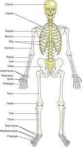 The Cells Tissues And Organisation Of The Body Ross And Wilson Anatomy And Physiology In Health And Illness 11e Ross and wilson anatomy and physiology in i need ross and wilson ana and physio pdf plz help me im trying to download but page is erorr lot of time. ross and wilson anatomy and physiology