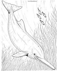 Dolphins Coloring Pages For Kids Dolphin Coloring Pages Coloring Pages To Print Coloring Pages