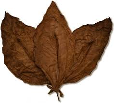 Fronto Leaf 6 Amazing Things You Need To Know Icy Tales