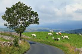 1174/2014 și omadr nr.1727/2015, cu modificările şi completările ulterioare. Cand Se DÄ SubvenÈia Pentru Bovine PrecizÄri Importante Ale Apia