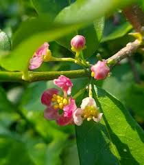 Image result for Malpighia