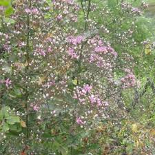 Image result for Microchloa afra