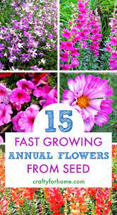 There are many easy flowers to grow indoors and the options are numerous which may be very confusing. 15 Easy To Grow Annual Flowers From Seed Crafty For Home