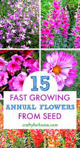 Here are 14 flowers that are easy to start from seed. 15 Easy To Grow Annual Flowers From Seed Crafty For Home