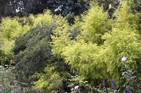 Image result for Melaleuca bracteata