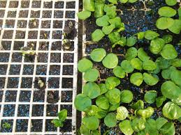 Image result for Cavacoa