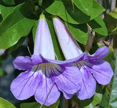 Image result for Bignonia callistegioides