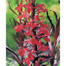 Image result for foto Lobelka